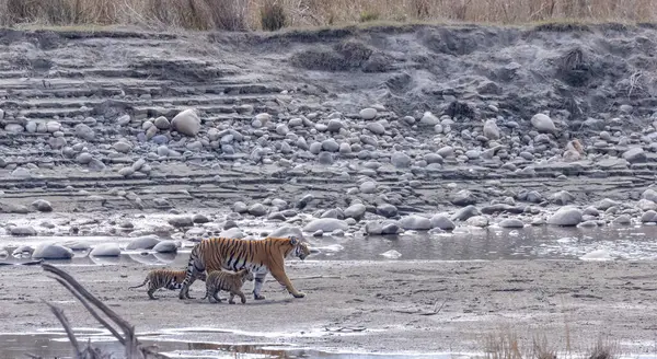 Suda yavruları olan bir grup kaplan.
