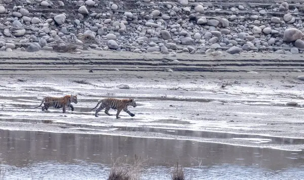 Suda yavruları olan bir grup kaplan.