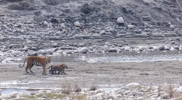Suda yavruları olan bir grup kaplan.