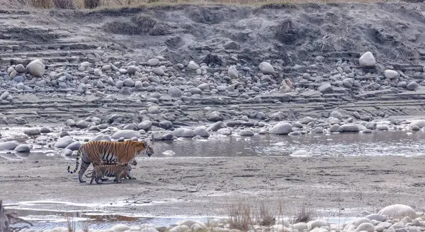Suda yavruları olan bir grup kaplan.