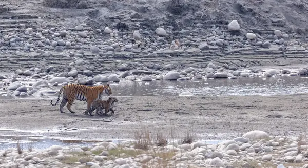 Suda yavruları olan bir grup kaplan.