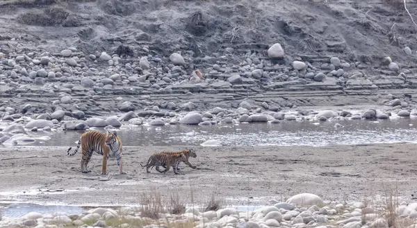 Suda yavruları olan bir grup kaplan.