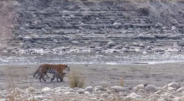 Suda yavruları olan bir grup kaplan.
