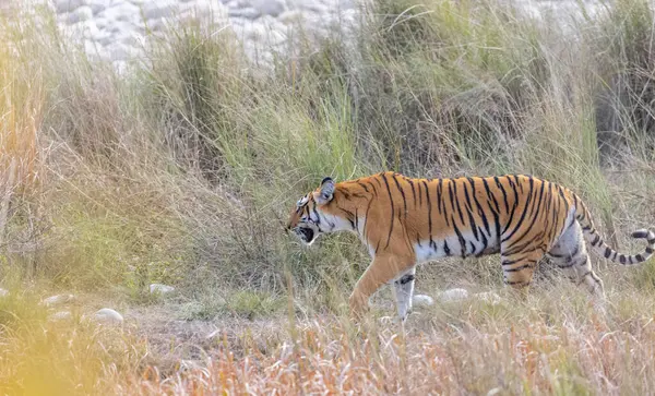 Dişi kaplan (Panthera tigris) Jim Corbett Ulusal Parkı 'nda orman geyiği avlıyor..