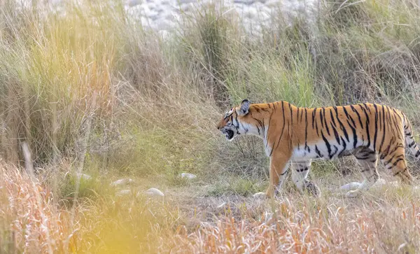 Dişi kaplan (Panthera tigris) Jim Corbett Ulusal Parkı 'nda orman geyiği avlıyor..