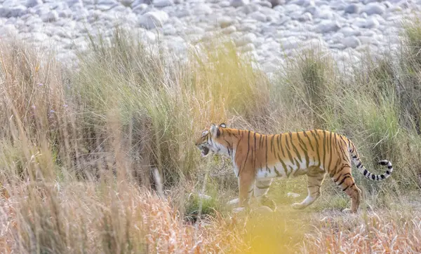 Dişi kaplan (Panthera tigris) Jim Corbett Ulusal Parkı 'nda orman geyiği avlıyor..
