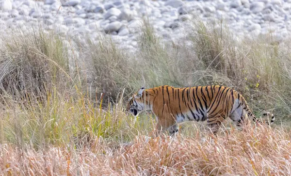 Dişi kaplan (Panthera tigris) Jim Corbett Ulusal Parkı 'nda orman geyiği avlıyor..