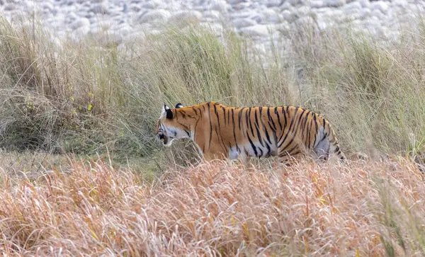 Dişi kaplan (Panthera tigris) Jim Corbett Ulusal Parkı 'nda orman geyiği avlıyor..