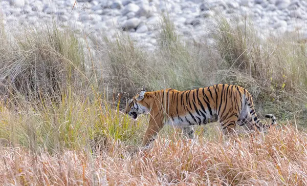 Dişi kaplan (Panthera tigris) Jim Corbett Ulusal Parkı 'nda orman geyiği avlıyor..