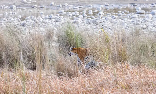 Dişi kaplan (Panthera tigris) Jim Corbett Ulusal Parkı 'nda orman geyiği avlıyor..