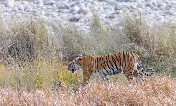 Dişi kaplan (Panthera tigris) Jim Corbett Ulusal Parkı 'nda orman geyiği avlıyor..