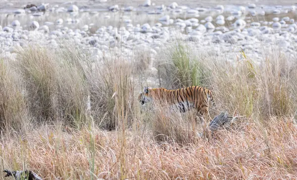 Dişi kaplan (Panthera tigris) Jim Corbett Ulusal Parkı 'nda orman geyiği avlıyor..