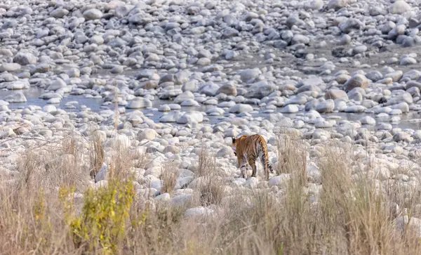 Dişi kaplan (Panthera tigris) Jim Corbett Ulusal Parkı 'nda orman geyiği avlıyor..