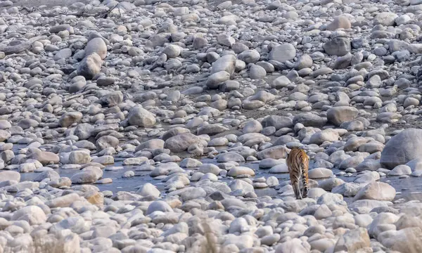 Dişi kaplan (Panthera tigris) Jim Corbett Ulusal Parkı 'nda orman geyiği avlıyor..