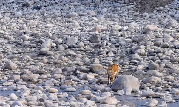 Dişi kaplan (Panthera tigris) Jim Corbett Ulusal Parkı 'nda orman geyiği avlıyor..