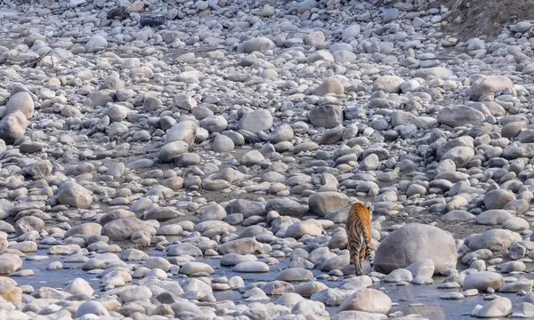 Dişi kaplan (Panthera tigris) Jim Corbett Ulusal Parkı 'nda orman geyiği avlıyor..