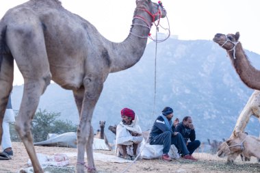 Pushkar Fuarı, deve festivali sırasında kum tepelerinin çöl zemininde deve süslemesi
