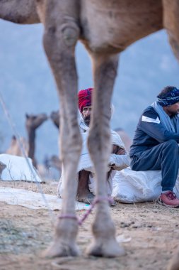 Pushkar Fuarı, deve festivali sırasında kum tepelerinin çöl zemininde deve süslemesi