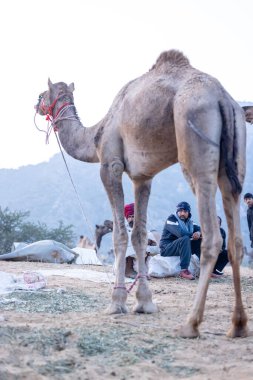 Pushkar Fuarı, deve festivali sırasında kum tepelerinin çöl zemininde deve süslemesi