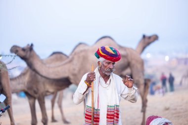 Pushkar Fuarı, deve festivali sırasında kum tepelerinin çöl zemininde deve süslemesi