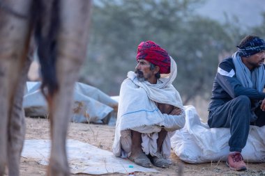 Pushkar Fuarı, deve festivali sırasında kum tepelerinin çöl zemininde deve süslemesi
