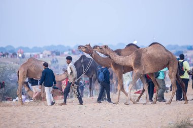 Pushkar Fuarı, deve festivali sırasında kum tepelerinin çöl zemininde deve süslemesi