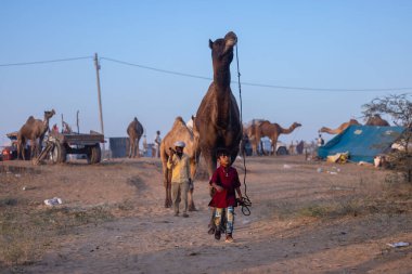 Pushkar Fuarı, deve festivali sırasında kum tepelerinin çöl zemininde deve süslemesi