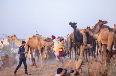 Pushkar Fuarı, deve festivali sırasında kum tepelerinin çöl zemininde deve süslemesi
