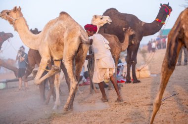 Pushkar Fuarı, deve festivali sırasında kum tepelerinin çöl zemininde deve süslemesi