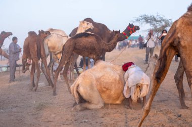 Pushkar Fuarı, deve festivali sırasında kum tepelerinin çöl zemininde deve süslemesi