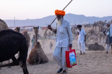 Pushkar Fuarı, deve festivali sırasında kum tepelerinin çöl zemininde deve süslemesi
