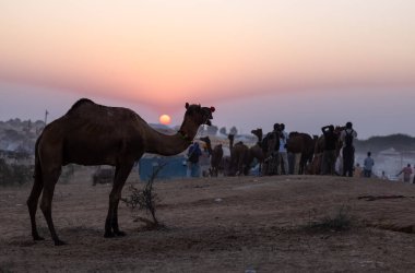 Pushkar Fuarı, deve festivali sırasında kum tepelerinin çöl zemininde deve süslemesi