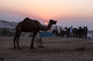 Pushkar Fuarı, deve festivali sırasında kum tepelerinin çöl zemininde deve süslemesi
