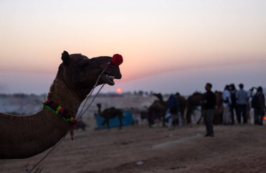 Pushkar Fuarı, deve festivali sırasında kum tepelerinin çöl zemininde deve süslemesi