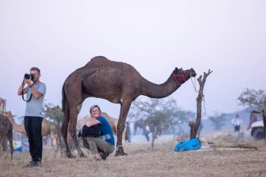 Pushkar Fuarı, deve festivali sırasında kum tepelerinin çöl zemininde deve süslemesi