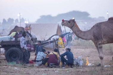 Pushkar Fuarı, deve festivali sırasında kum tepelerinin çöl zemininde deve süslemesi