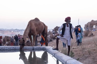 Pushkar Fuarı, deve festivali sırasında kum tepelerinin çöl zemininde deve süslemesi
