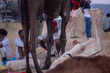 Pushkar Fuarı, deve festivali sırasında kum tepelerinin çöl zemininde deve süslemesi
