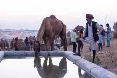 Pushkar Fuarı, deve festivali sırasında kum tepelerinin çöl zemininde deve süslemesi