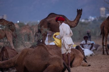 Pushkar Fuarı, deve festivali sırasında kum tepelerinin çöl zemininde deve süslemesi