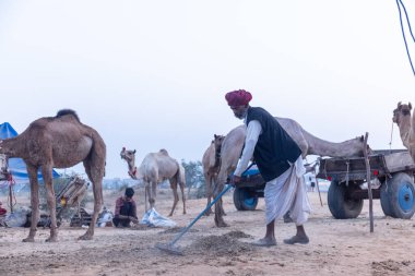 Puşkar, Rajasthan, Hindistan - Kasım 09 2024: Geleneksel beyaz elbiseli bir rajasthani erkeğinin portresi çöl panayırında deve pazarında deve ticareti yaparken renkli sarıklı.