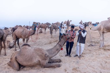 Puşkar, Rajasthan, Hindistan - Kasım 09 2024: Geleneksel beyaz elbiseli bir rajasthani erkeğinin portresi çöl panayırında deve pazarında deve ticareti yaparken renkli sarıklı.