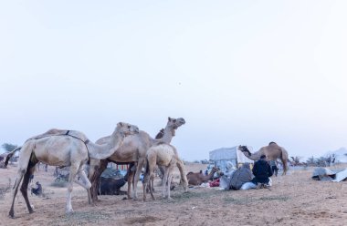 Puşkar, Rajasthan, Hindistan - Kasım 09 2024: Geleneksel beyaz elbiseli bir rajasthani erkeğinin portresi çöl panayırında deve pazarında deve ticareti yaparken renkli sarıklı.