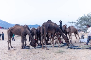Pushkar Fuarı, deve festivali sırasında kum tepelerinin çöl zemininde deve süslemesi