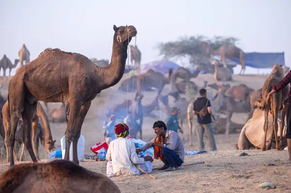 Pushkar Fuarı, deve festivali sırasında kum tepelerinin çöl zemininde deve süslemesi