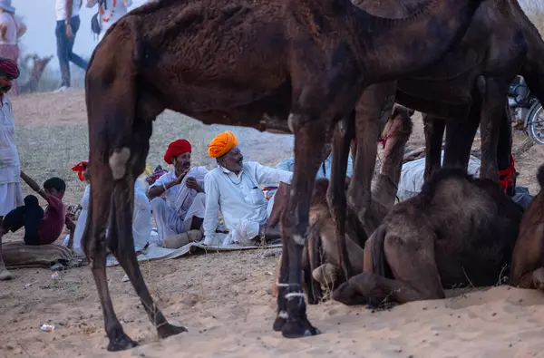 Pushkar Fuarı, deve festivali sırasında kum tepelerinin çöl zemininde deve süslemesi