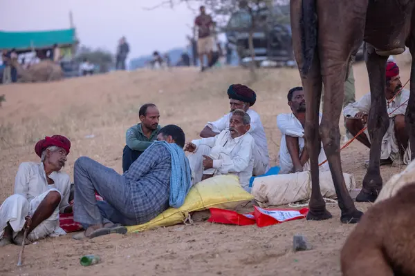 Pushkar Fuarı, deve festivali sırasında kum tepelerinin çöl zemininde deve süslemesi