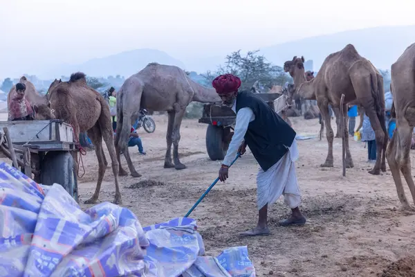 Pushkar Fuarı, deve festivali sırasında kum tepelerinin çöl zemininde deve süslemesi