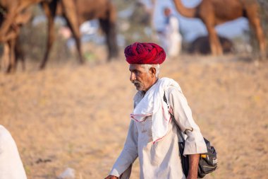Puşkar, Rajasthan, Hindistan - 10 Kasım 2024: Geleneksel beyaz giysili rajasthani erkek portresi çöl panayırında renkli türbanlı deve fuarı sırasında develeri takas etmek için.