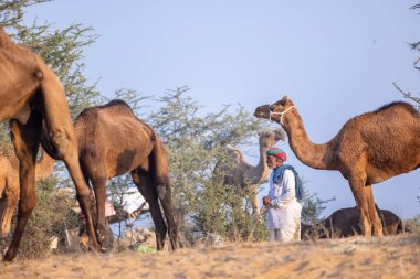 Puşkar, Rajasthan, Hindistan - 10 Kasım 2024: Deve ticareti karşılığında deve fuarı sırasında çöl fuarındaki Rajasthani erkeklerinin portresi.